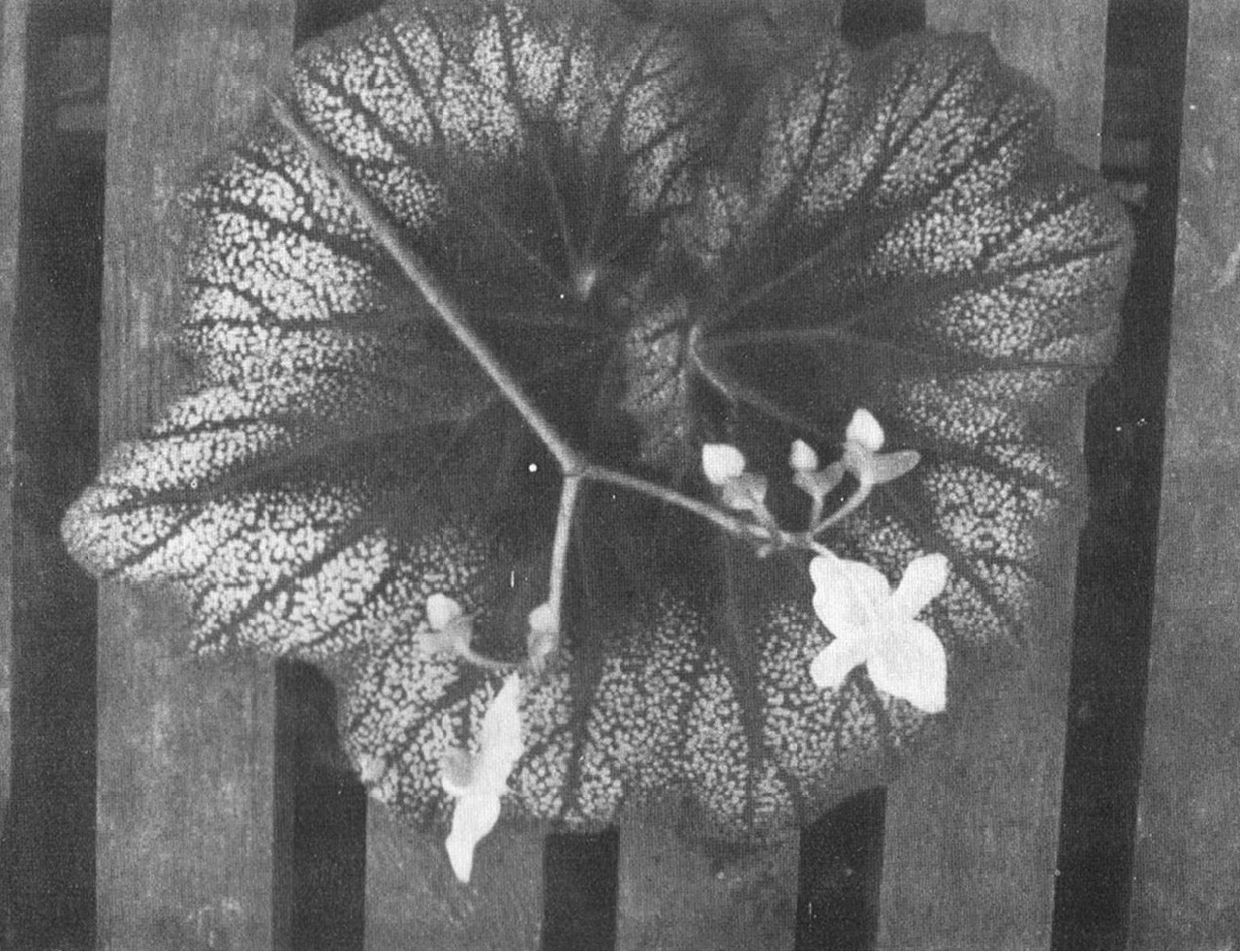 B. ‘Old Witch’